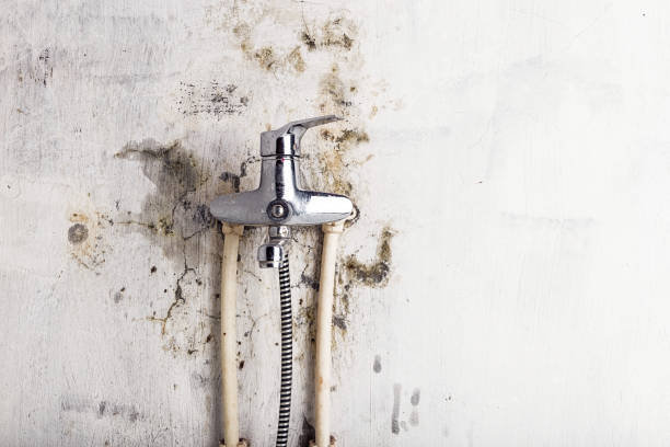 Best Office Mold Removal Services  in Woodcreek, TX
