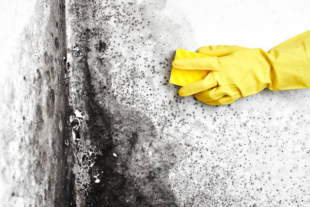 Best Commercial Mold Removal  in Woodcreek, TX