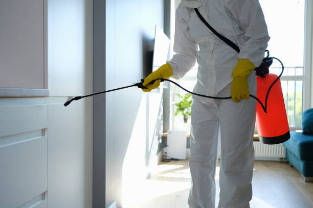 Best Attic Mold Removal  in Woodcreek, TX