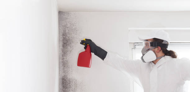 Best Toxic Mold Removal  in Woodcreek, TX
