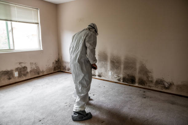 Best Mold Damage Repair  in Woodcreek, TX