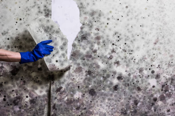 Mold Removal and Inspection in Woodcreek, TX