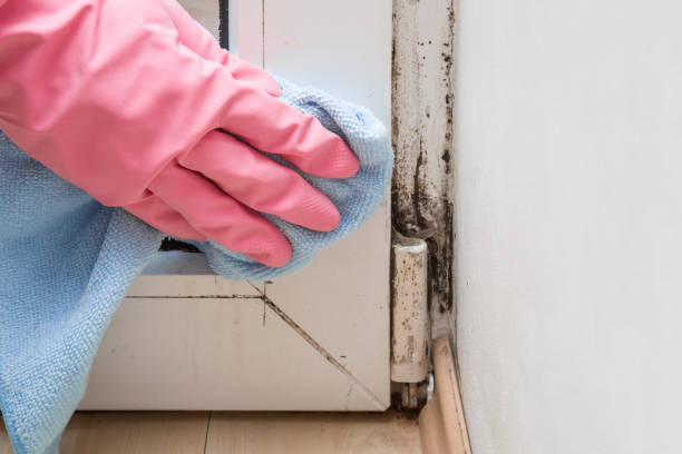 Best Professional Mold Removal  in Woodcreek, TX