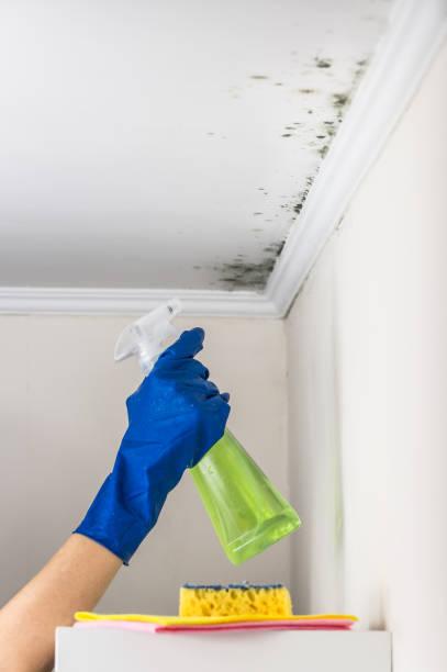 Certified Mold Removal in Woodcreek, TX